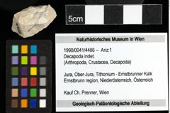 Foto (Objekt + Etiketten) von Decapoda indet. 